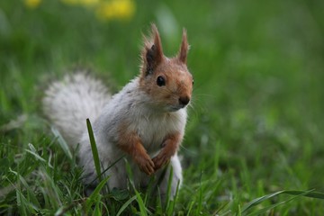 a squirrel eats walnuts in the garden.artvin 