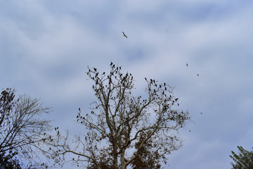 cormorants on the tree. plane cormorants on trees.