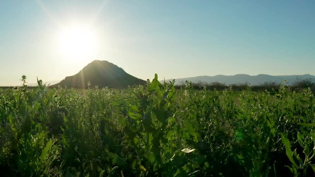 Slider shot of green bladderpod wildflowers growing in Mojave Desert, spring day