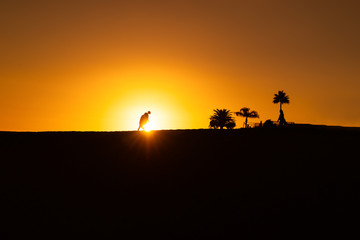 Fototapeta na wymiar maspalomas dunes, gran canaria, spain, sunset with shadow silhouetes of people in front of sunball