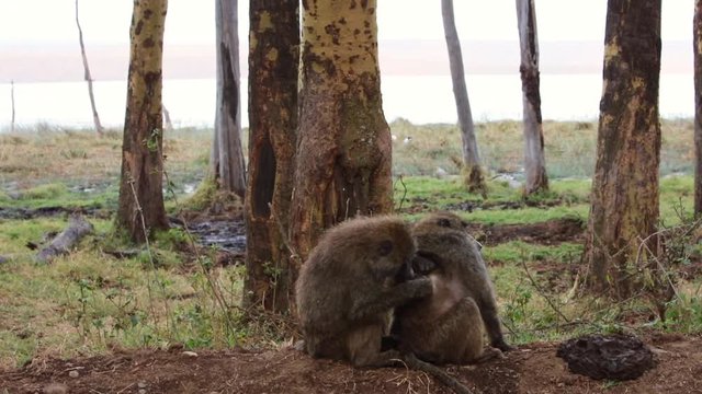 Baboon Grooming Mate in Africa