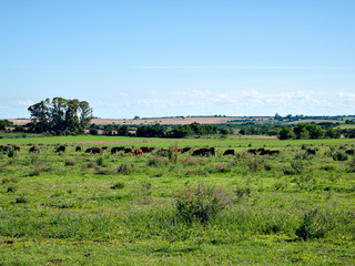 Fototapeta na wymiar Pampas in Argentina