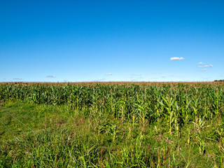 Corn field in Argentina