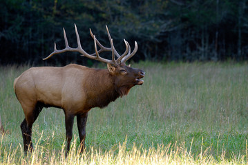 Naklejka na ściany i meble Bull Elk Bugling and Urinating during Rutting Season in Great Smoky Mountains