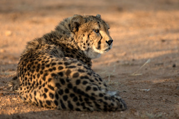 Cheetah resting