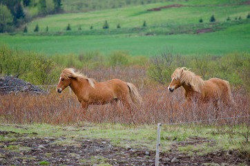 Obraz premium Running Horses 