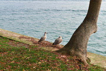 Seagull watching the Bosphorus of Istanbul. from the edge of the garden Strait of Istanbul
