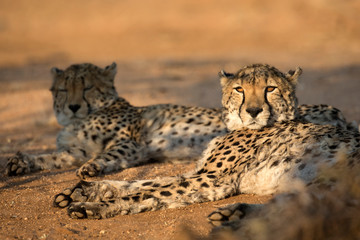 Two cheetahs resting