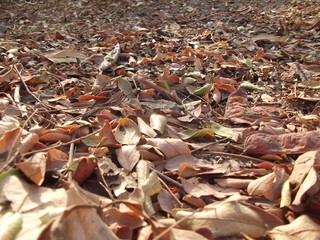 Hojas secas bajo el sol