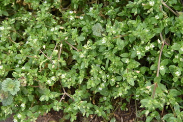 Stellaria media flowers