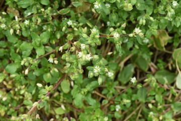 Stellaria media flowers