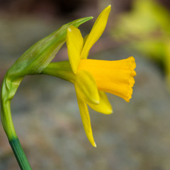Dwarf Daff