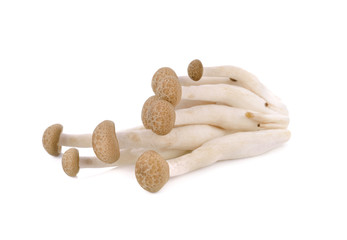 fresh buna shimeji mushroom on white background