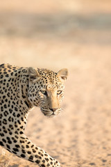 Leopard in morning light