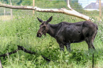 Moose