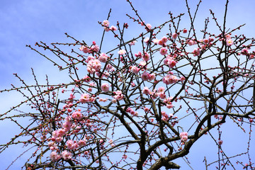 Pink flower blooms of the Japanese ume apricot tree, prunus mume, in winter in Japan