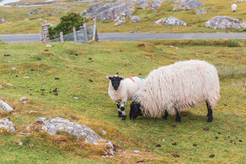 Obraz premium Golden Road sheep
