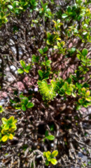 flowers in the garden