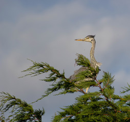 Heron in a tree