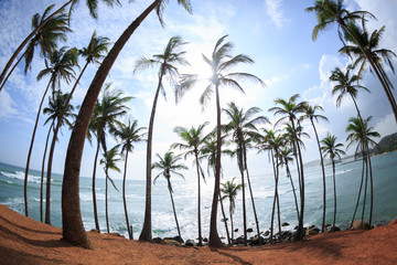 Palm trees at sunny seaside hill