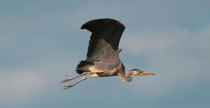 Heron in flight