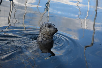 seal in the water