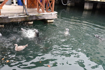 seal clapping for dinner