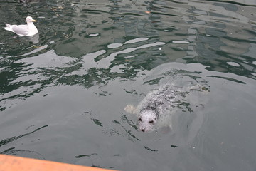 seal in the water