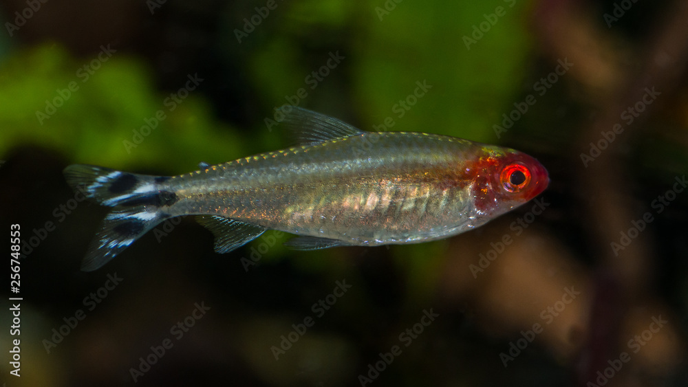 Wall mural Red Nosed Tetra