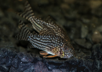Sterbai Pair