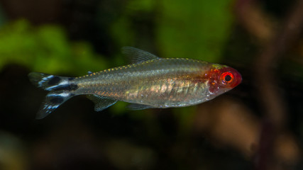 Red Nosed Tetra