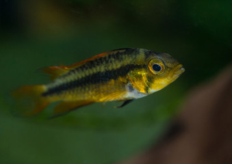 Fototapeta premium Little Cockatoo