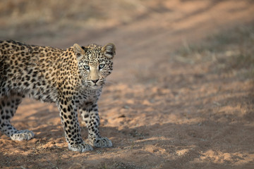 Fototapeta na wymiar Young leopard