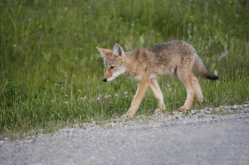 coyote on the road