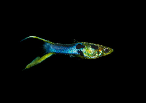 Elvis The Endler
