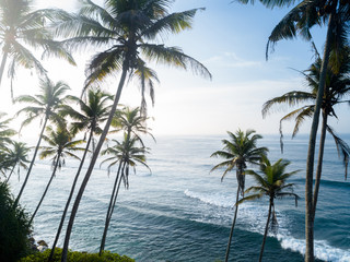 Naklejka na ściany i meble Aerial view of coconut trees at seaside the morning,Sri lanka