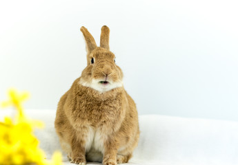 Cute and funny Easter Bunny rabbit on simple soft background for Spring