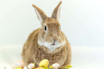 Cute and funny Easter Bunny rabbit on simple soft background for Spring