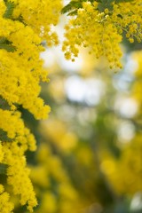 黄色いミモザの花で装飾したコピースペース