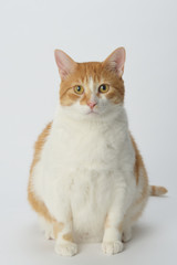 Fototapeta na wymiar cat isolated on white background
