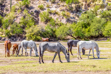Wild Mustang Horses Grazing near a River