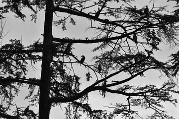 cormorants on the tree. plane cormorants on trees.