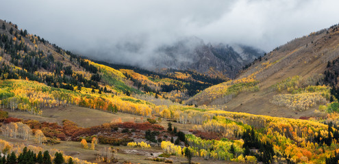 Golden Autumn Aspen on Last Dollar Road near Telluride Colorado