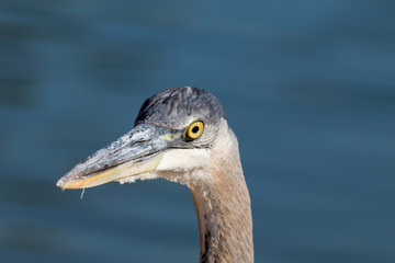 Great Blue Heron