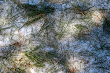 pine needles in snow