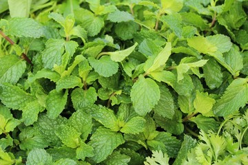 Pepper mint leaves for cooking at market