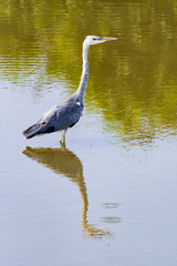 溜池のアオサギ