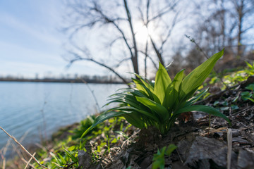 Frühjahr Grasbüschel am Seeufer