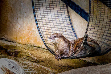 River Otter