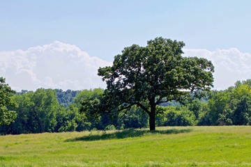 Oak in the Grassy Meadow